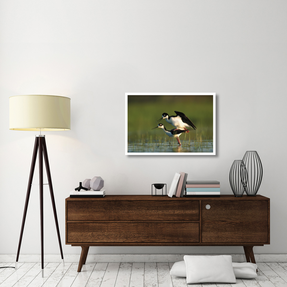 Black-necked Stilt couple mating, North America-Paper Art-38&quotx26"