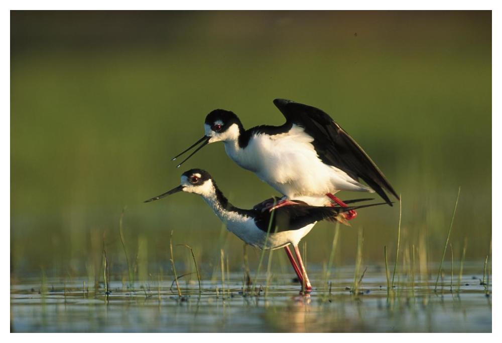 Black-necked Stilt couple mating, North America-Paper Art-50"x34"