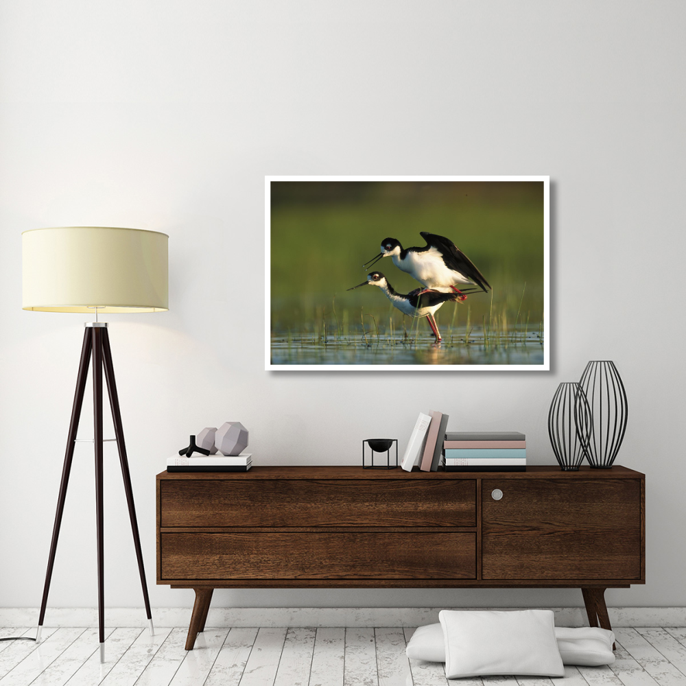 Black-necked Stilt couple mating, North America-Paper Art-50&quotx34"
