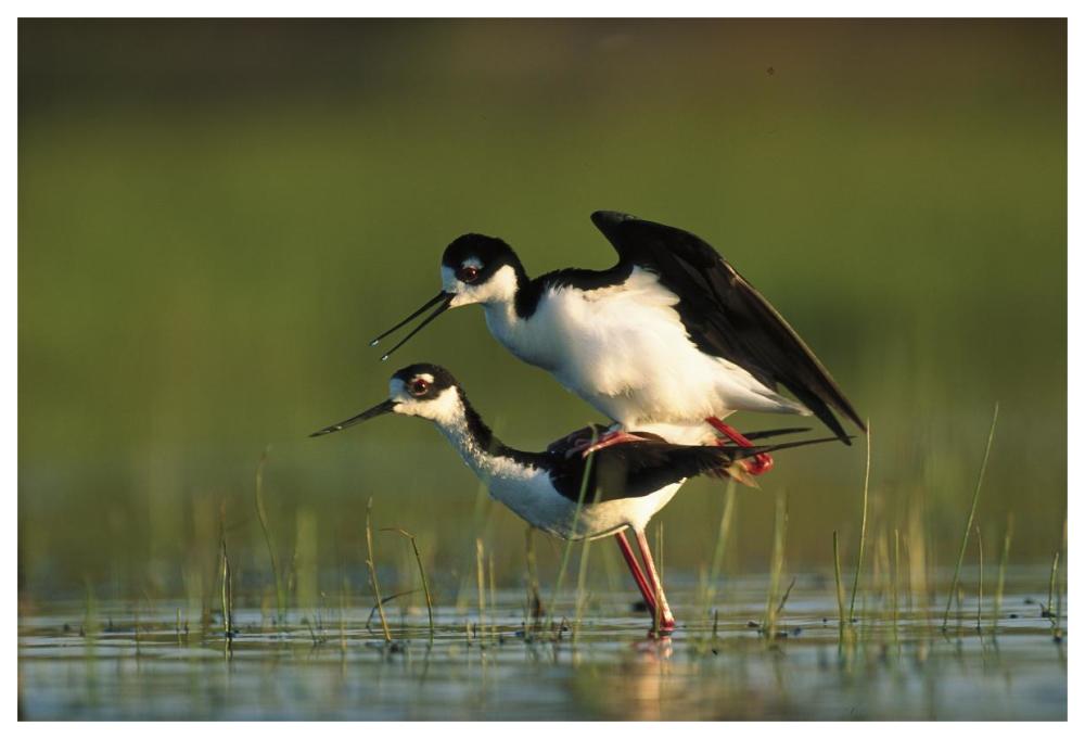 Black-necked Stilt couple mating, North America-Paper Art-62"x42"