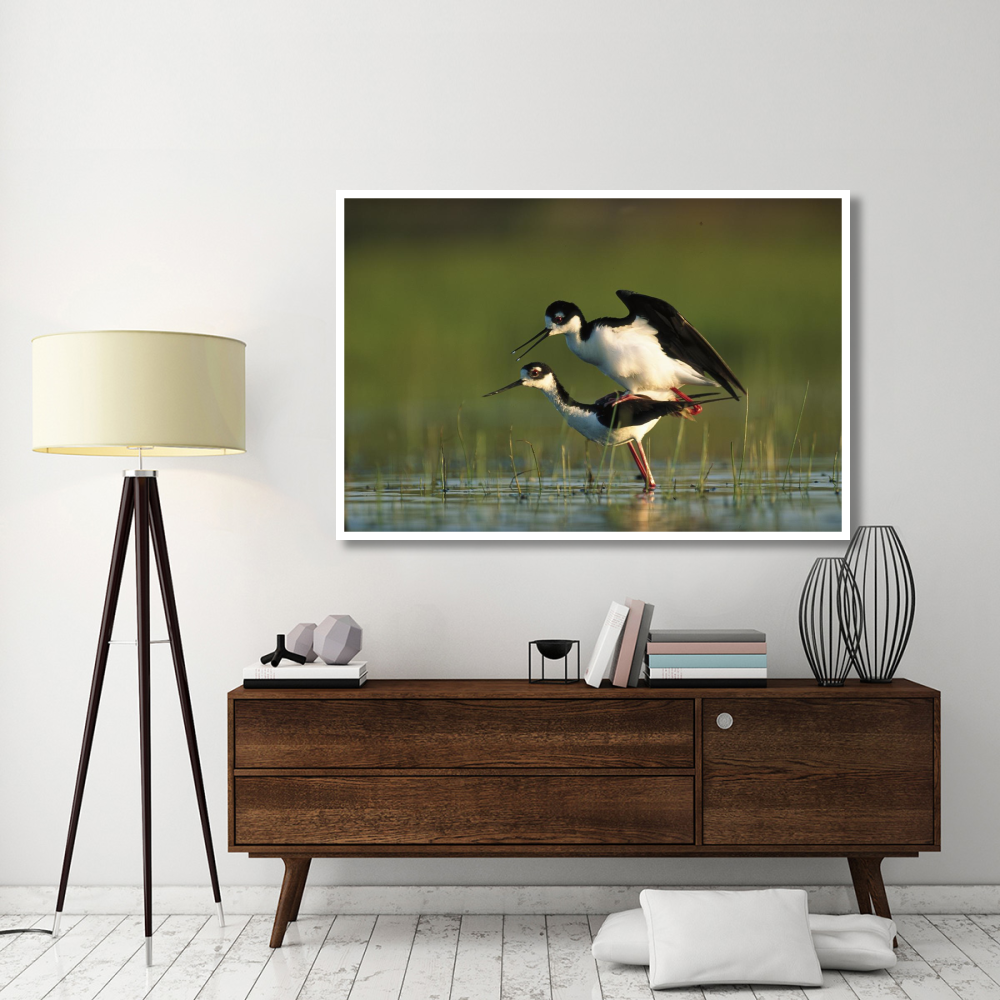 Black-necked Stilt couple mating, North America-Paper Art-62&quotx42"
