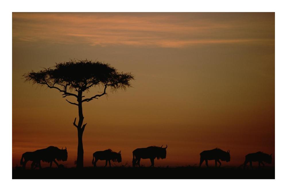 Blue Wildebeest herd migrating at sunset, Kenya-Paper Art-24"x16.08"