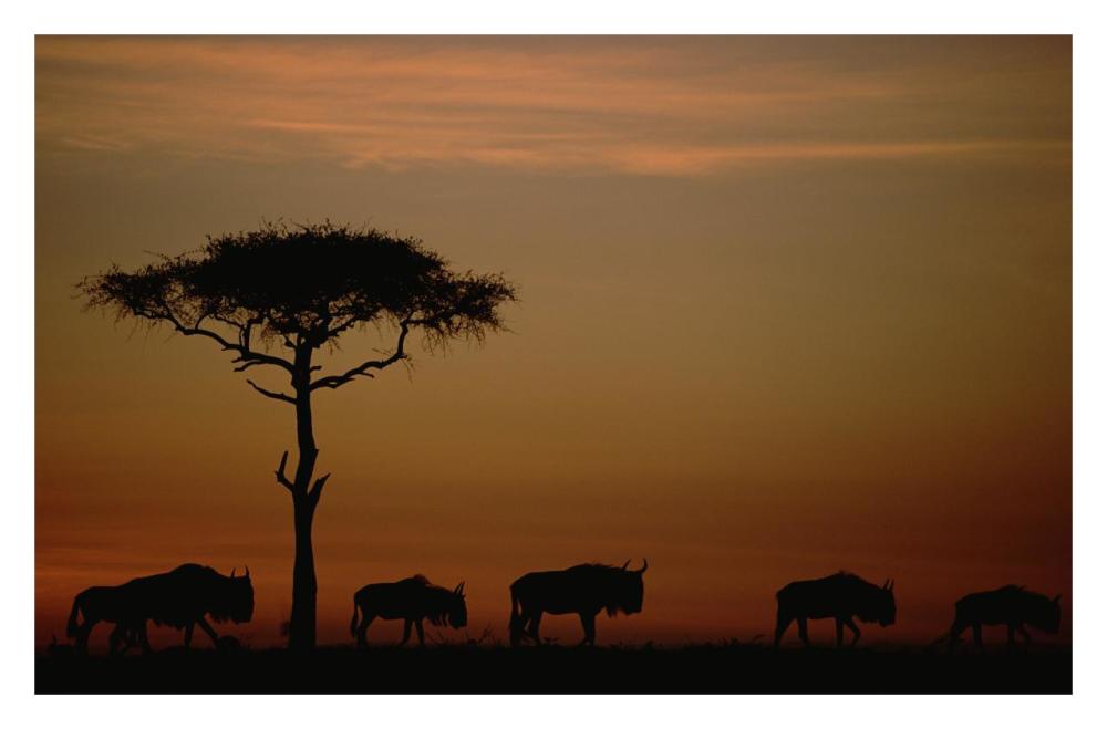 Blue Wildebeest herd migrating at sunset, Kenya-Paper Art-32"x21.2"