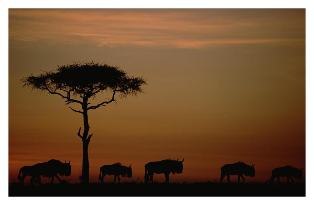 Blue Wildebeest herd migrating at sunset, Kenya-Paper Art-38"x25.04"