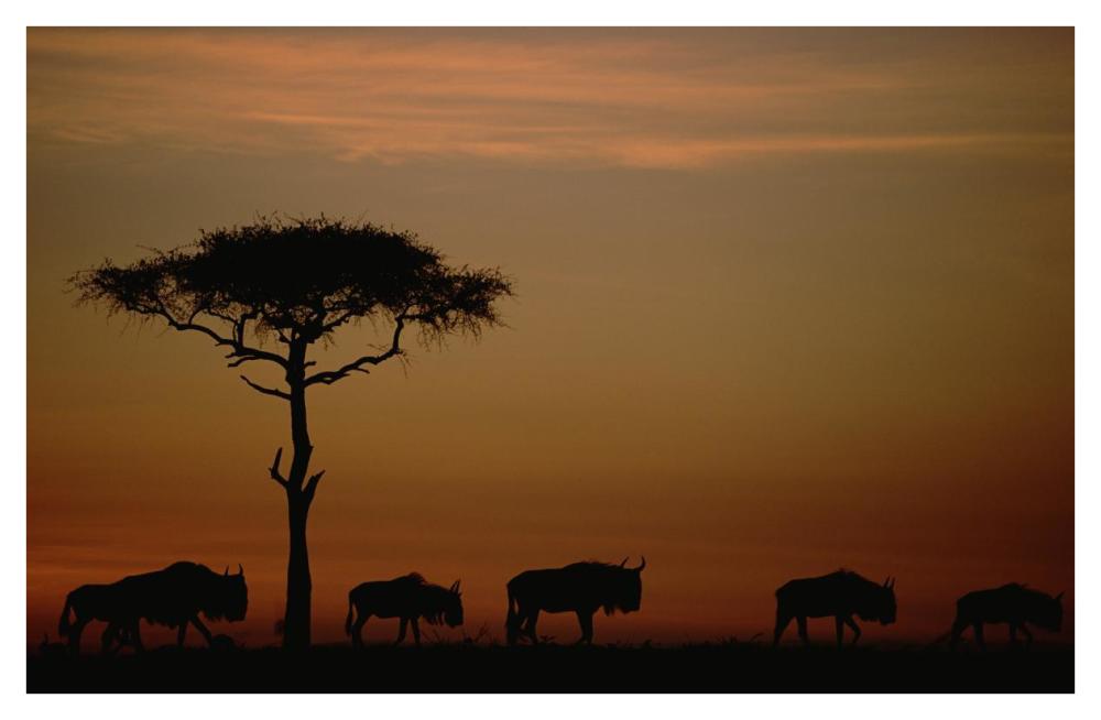 Blue Wildebeest herd migrating at sunset, Kenya-Paper Art-42"x27.6"