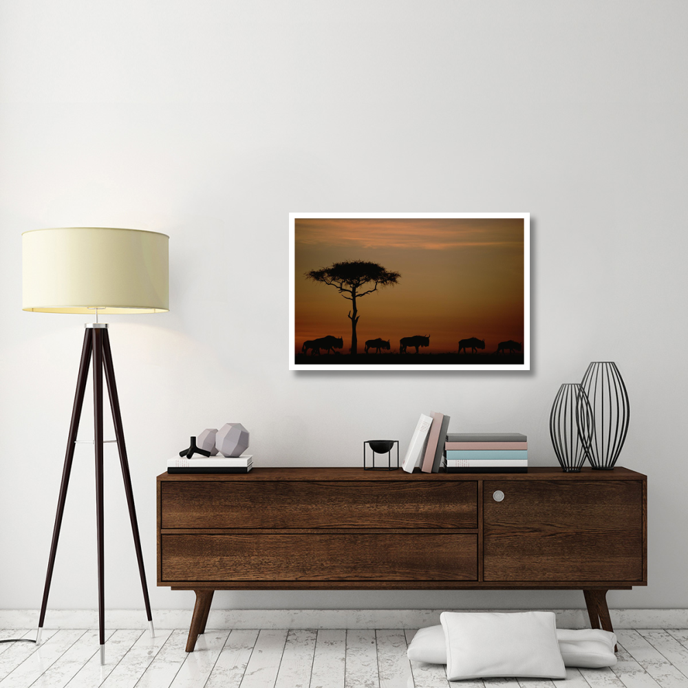 Blue Wildebeest herd migrating at sunset, Kenya-Paper Art-42&quotx27.6"