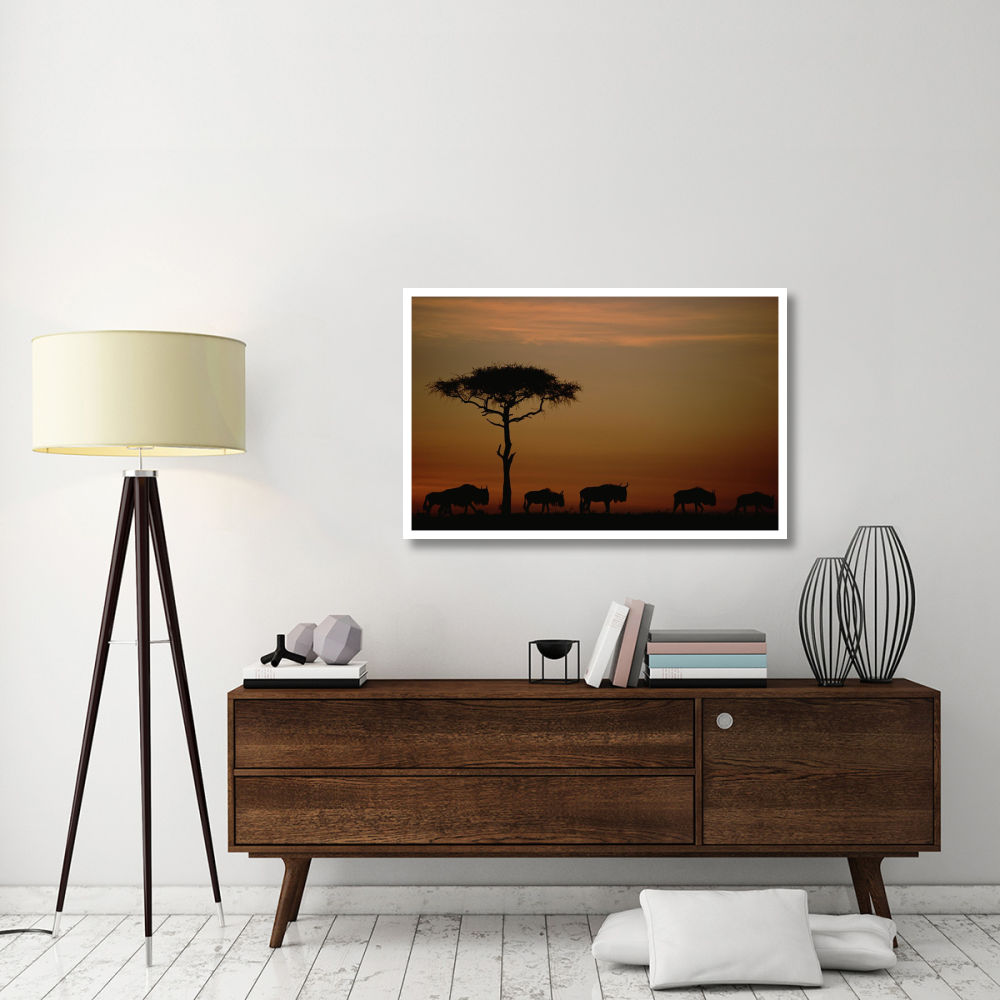 Blue Wildebeest herd migrating at sunset, Kenya-Paper Art-46&quotx30.16"