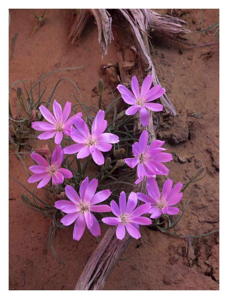 Desert Chicory close up of bloom, North America-Paper Art-14"x18"