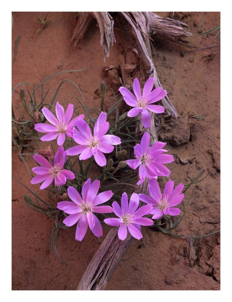 Desert Chicory close up of bloom, North America-Paper Art-20"x26"