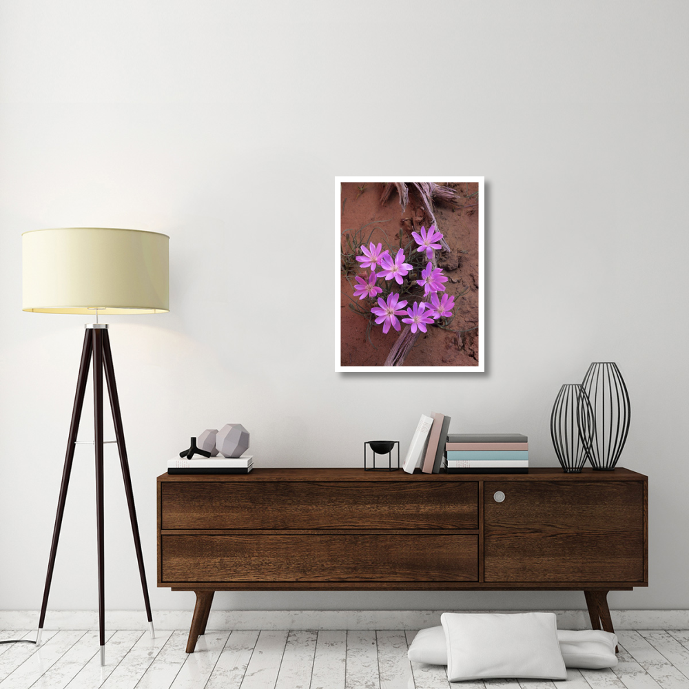 Desert Chicory close up of bloom, North America-Paper Art-26&quotx34"