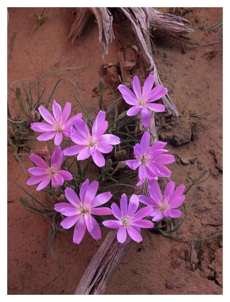 Desert Chicory close up of bloom, North America-Paper Art-32"x42"