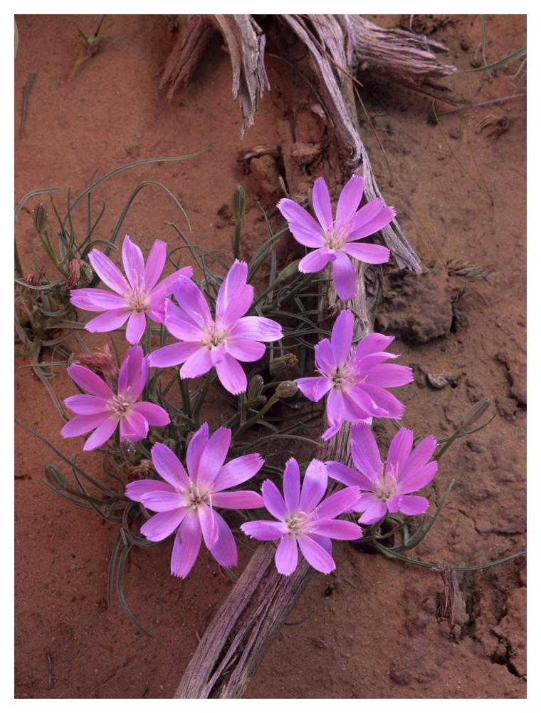 Desert Chicory close up of bloom, North America-Paper Art-38"x50"