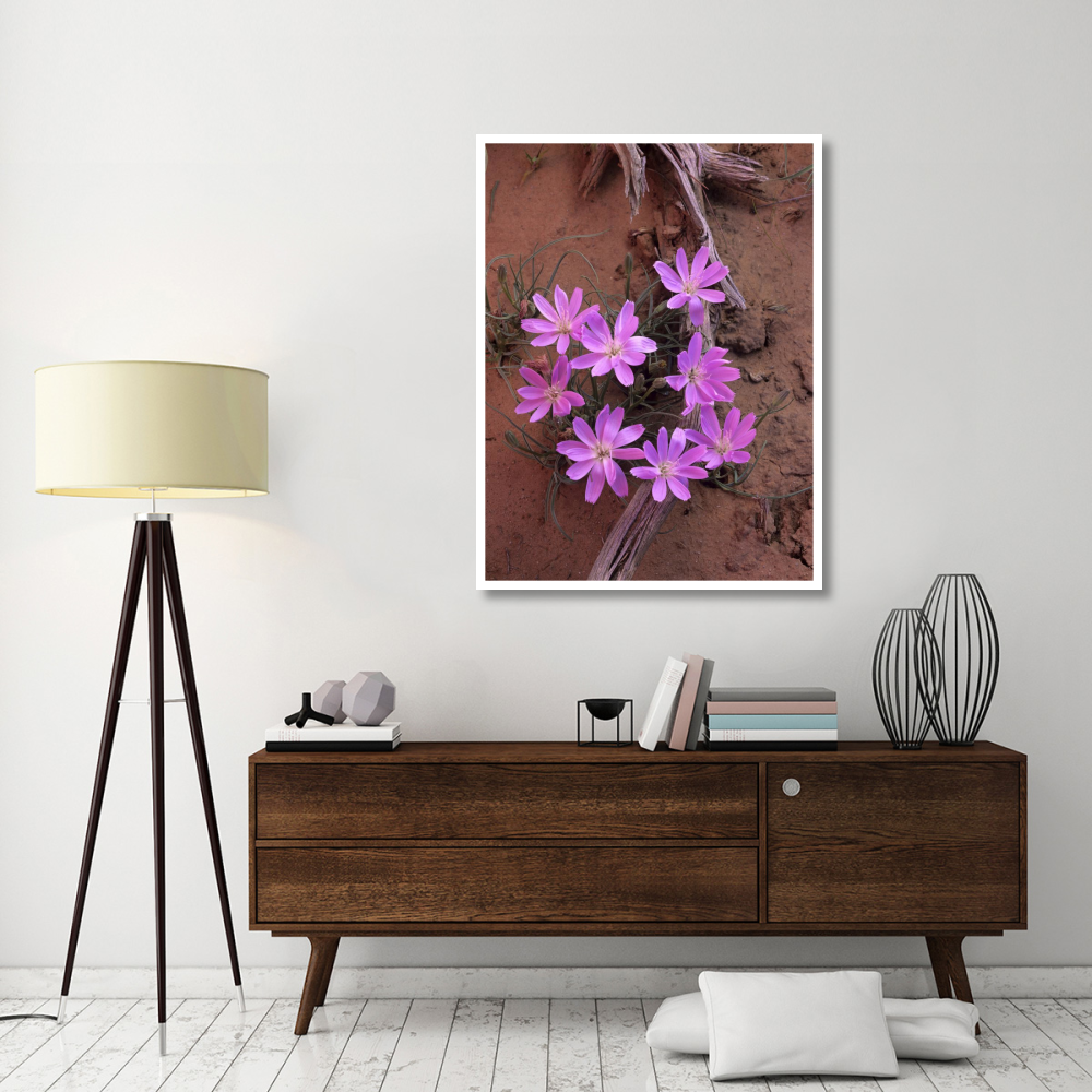 Desert Chicory close up of bloom, North America-Paper Art-38&quotx50"