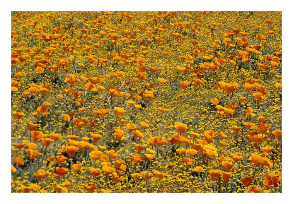 California Poppies and Golden Yarrow California-Paper Art-26"x18"