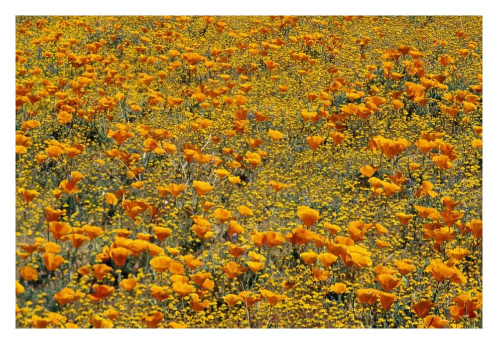 California Poppies and Golden Yarrow California-Paper Art-32"x22"