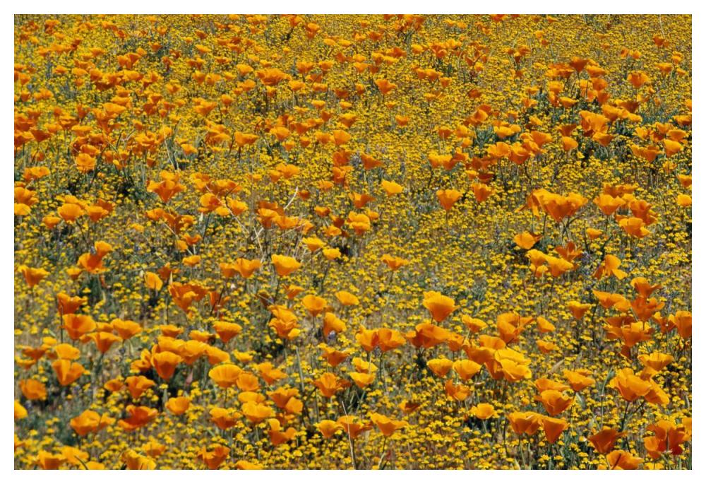 California Poppies and Golden Yarrow California-Paper Art-50"x34"