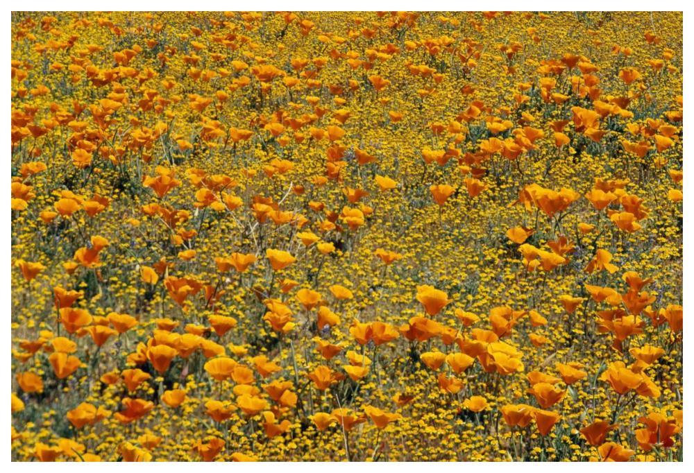 California Poppies and Golden Yarrow California-Paper Art-62"x42"