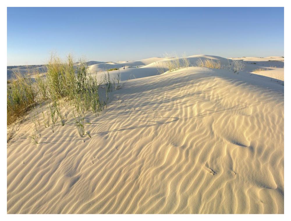 Sand dunes, Monahans Sandhills State Park, Texas-Paper Art-42"x32"