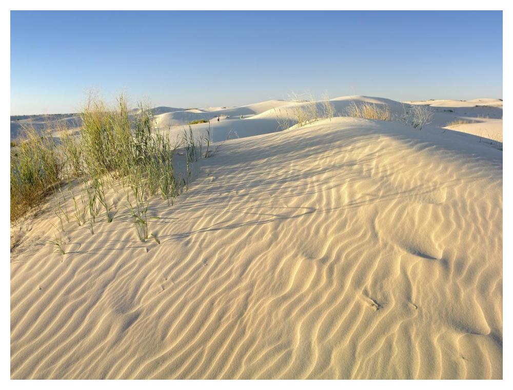 Sand dunes, Monahans Sandhills State Park, Texas-Paper Art-50"x38"