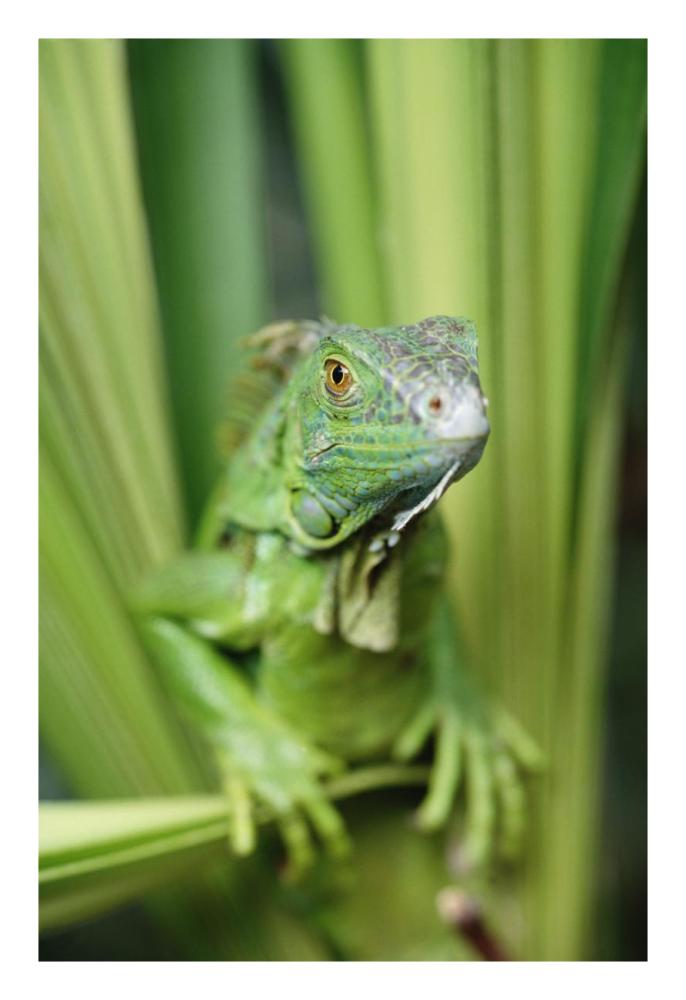 Green Iguana portrait, Honduras, Central America-Paper Art-18"x26"