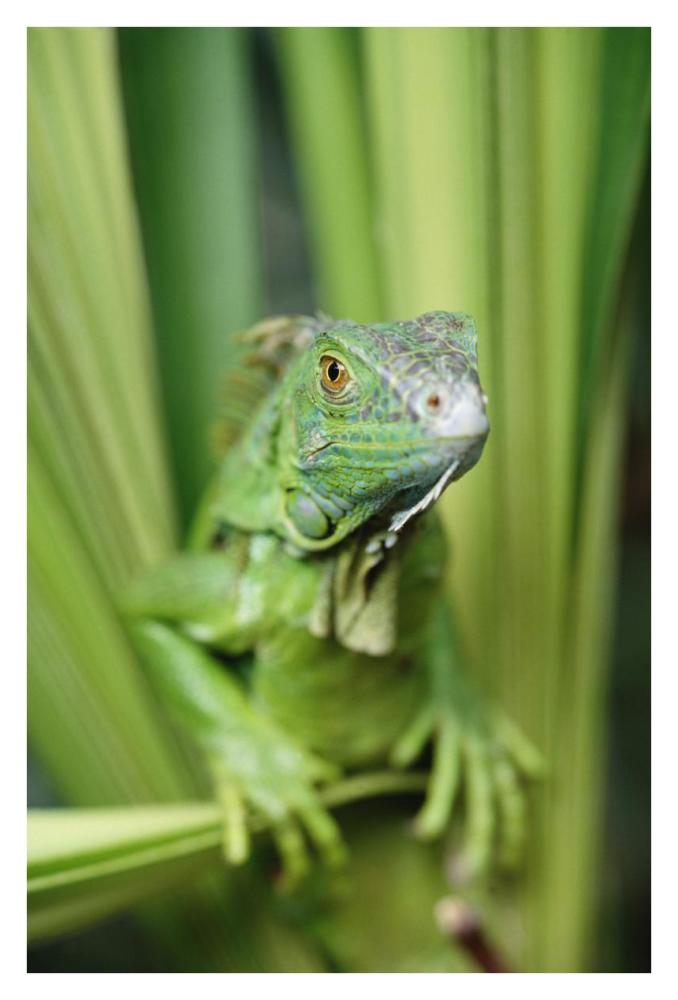 Green Iguana portrait, Honduras, Central America-Paper Art-26"x38"