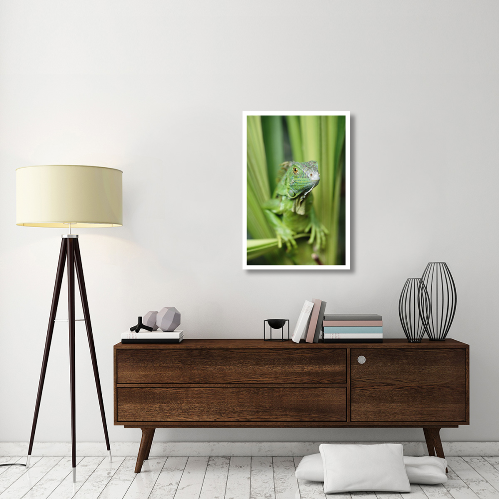 Green Iguana portrait, Honduras, Central America-Paper Art-26&quotx38"