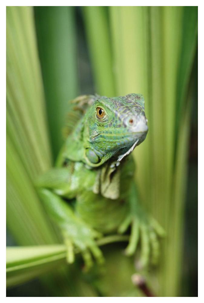 Green Iguana portrait, Honduras, Central America-Paper Art-34"x50"