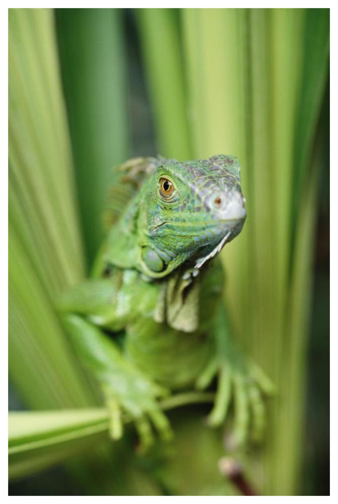 Green Iguana portrait, Honduras, Central America-Paper Art-42"x62"