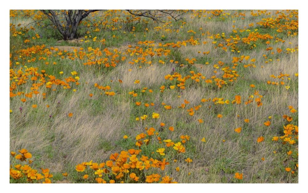 California Poppy meadow with grasses, California-Paper Art-32"x20"