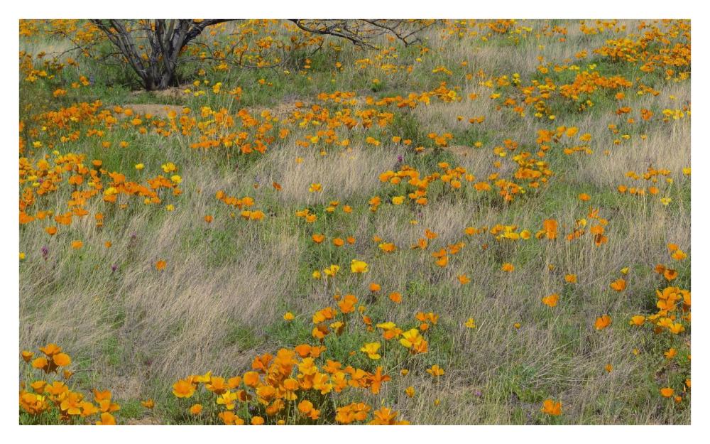 California Poppy meadow with grasses, California-Paper Art-38"x23.6"