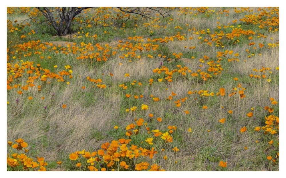 California Poppy meadow with grasses, California-Paper Art-42"x26"