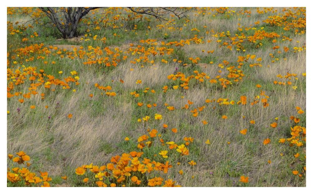 California Poppy meadow with grasses, California-Paper Art-46"x28.4"