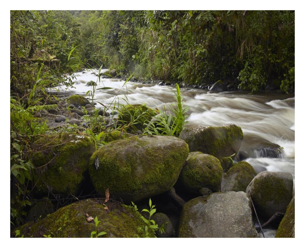Mindo River flowing through cloud forest, Ecuador-Paper Art-30"x24"