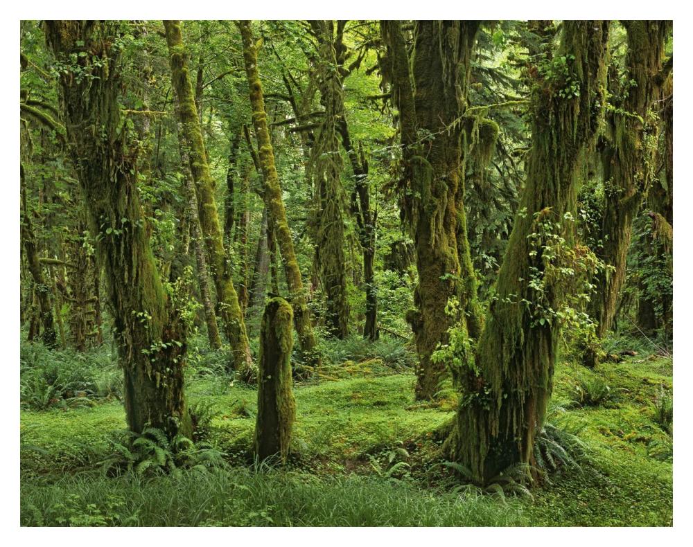 Hoh Rainforest, Olympic National Park, Washington-Paper Art-18"x14"