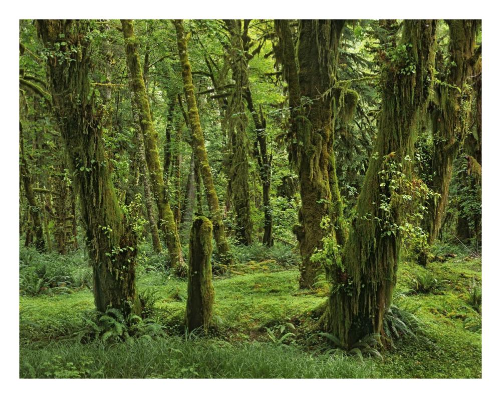 Hoh Rainforest, Olympic National Park, Washington-Paper Art-26"x20"