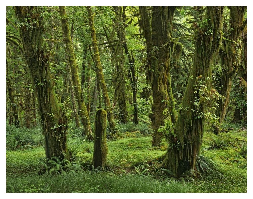 Hoh Rainforest, Olympic National Park, Washington-Paper Art-42"x32"