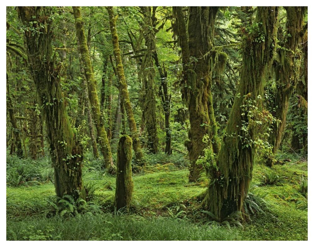Hoh Rainforest, Olympic National Park, Washington-Paper Art-50"x38"