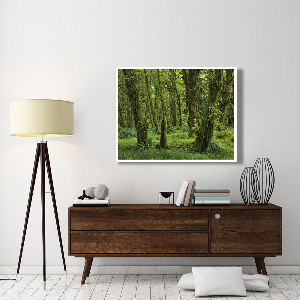 Hoh Rainforest, Olympic National Park, Washington-Paper Art-50&quotx38"