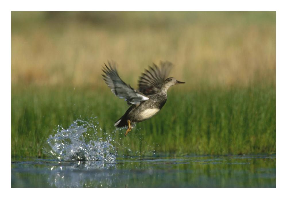 Gadwall duck taking flight from water, New Mexico-Paper Art-26"x18"