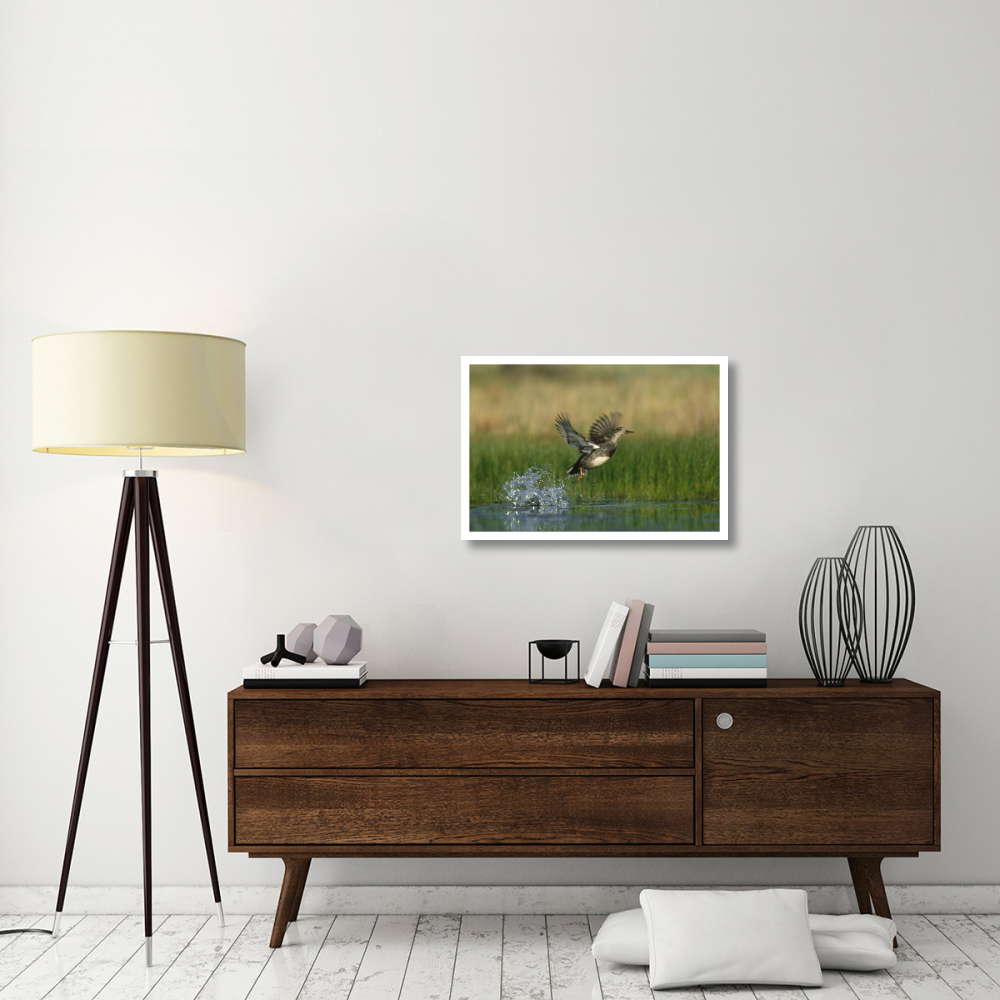 Gadwall duck taking flight from water, New Mexico-Paper Art-32&quotx22"