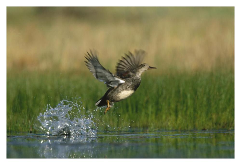 Gadwall duck taking flight from water, New Mexico-Paper Art-38"x26"