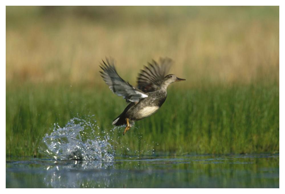Gadwall duck taking flight from water, New Mexico-Paper Art-50"x34"