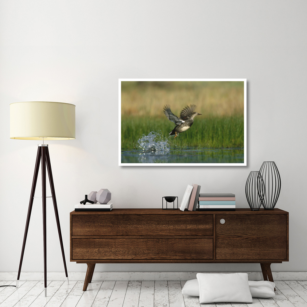 Gadwall duck taking flight from water, New Mexico-Paper Art-50&quotx34"