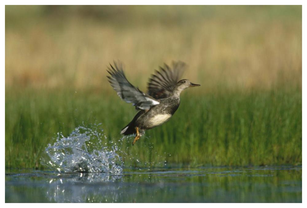 Gadwall duck taking flight from water, New Mexico-Paper Art-62"x42"
