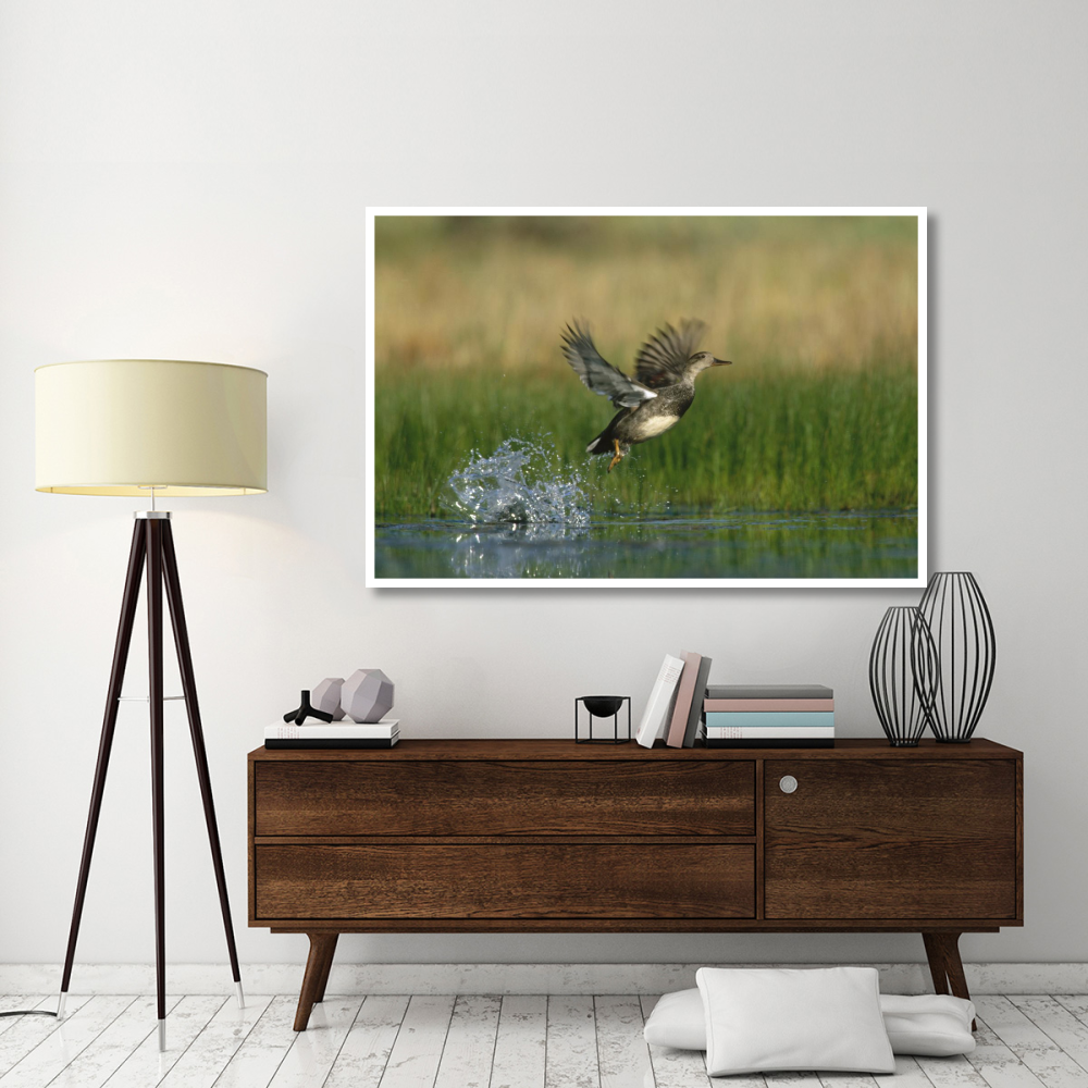 Gadwall duck taking flight from water, New Mexico-Paper Art-62&quotx42"