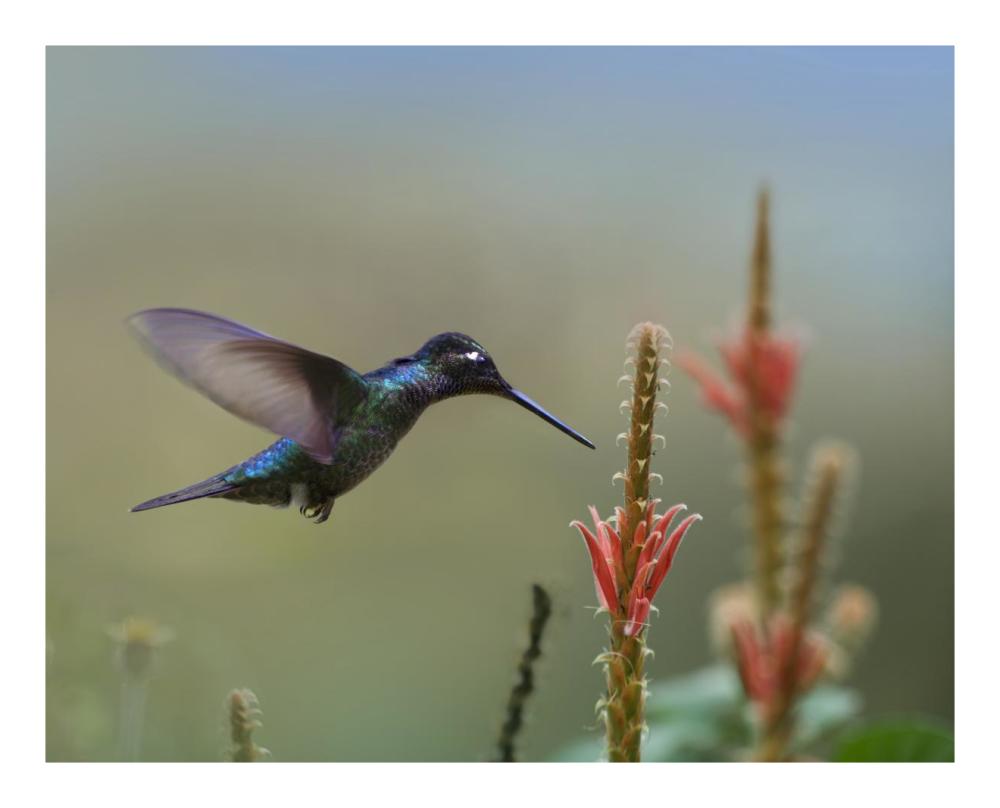 Magnificent Hummingbird male foraging, Costa Rica-Paper Art-22"x18"