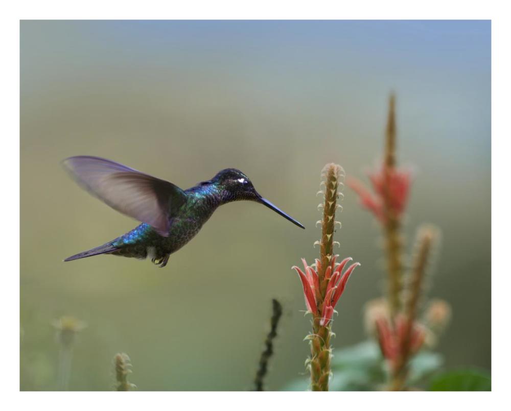 Magnificent Hummingbird male foraging, Costa Rica-Paper Art-26"x22"