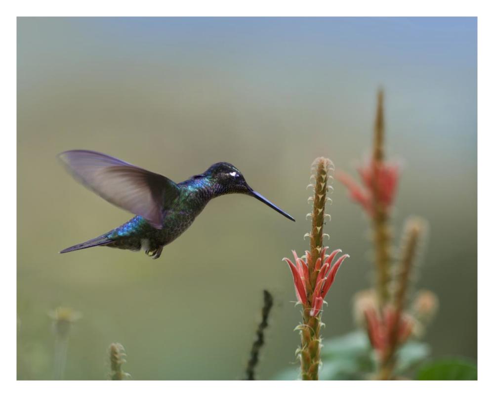 Magnificent Hummingbird male foraging, Costa Rica-Paper Art-30"x24"