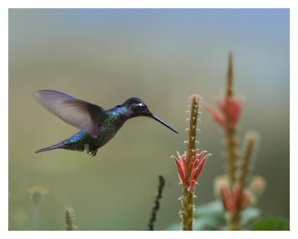 Magnificent Hummingbird male foraging, Costa Rica-Paper Art-37"x30"