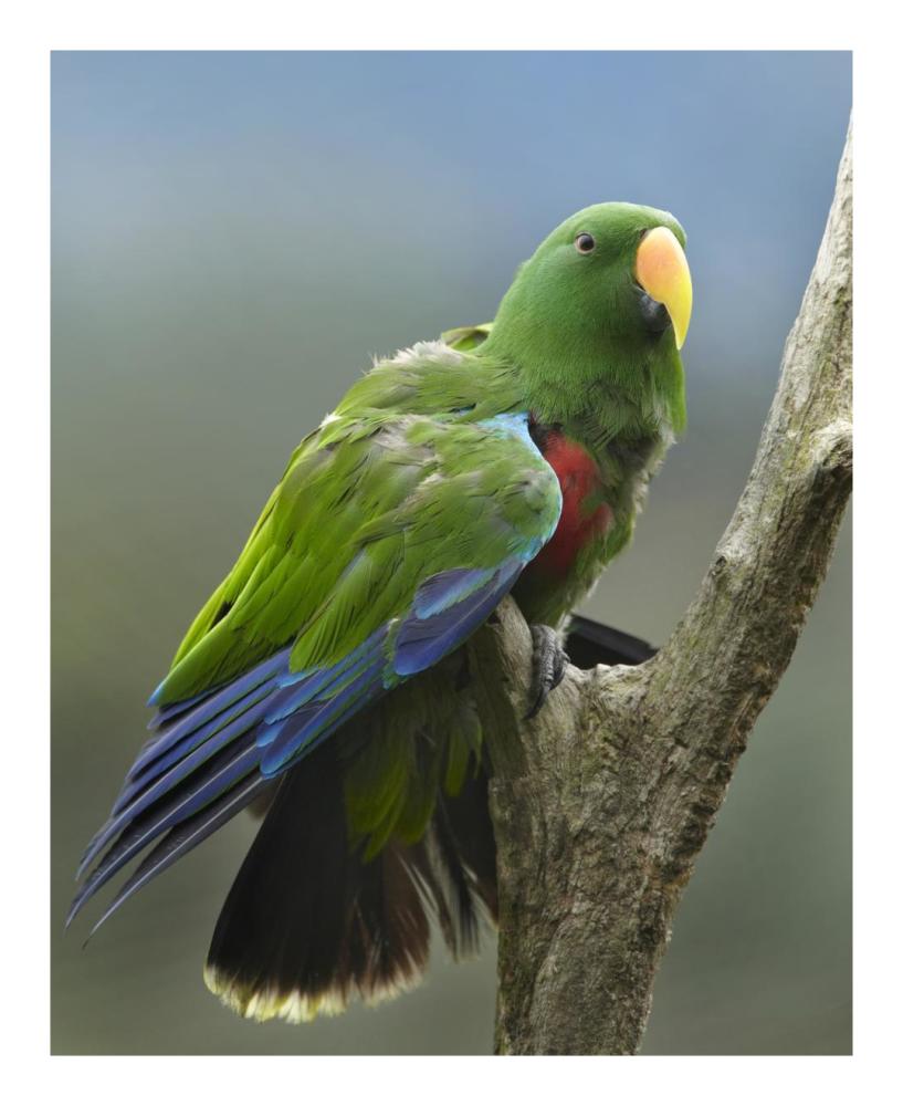 Eclectus Parrot male, Jurong Bird Park, Singapore-Paper Art-18"x22"